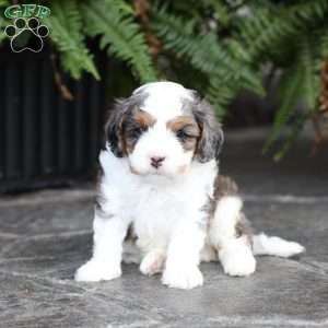 Riley, Cavapoo Puppy